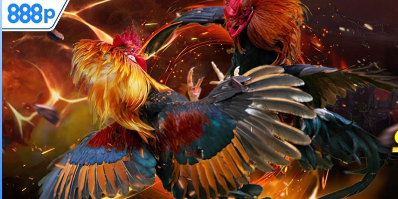 Nâng cao sức khỏe và khả năng chịu đựng lâu dài cho gà tre đá